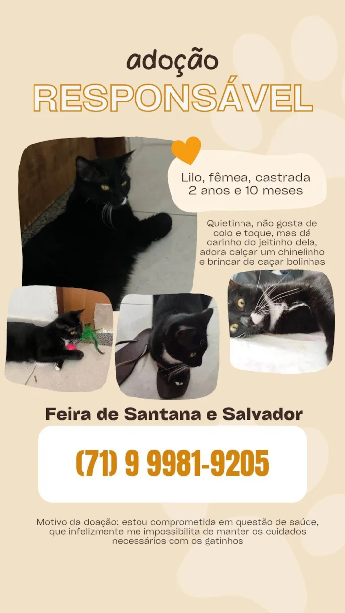 Gato raça SRD-ViraLata idade 2 anos nome Lilo
