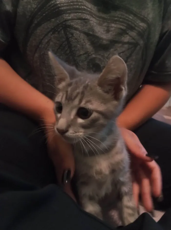 Gato raça SRD-ViraLata idade 2 a 6 meses nome Aladdin 