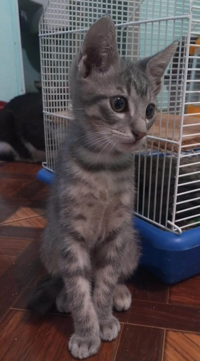 Gato raça SRD-ViraLata idade 2 a 6 meses nome Aladdin 