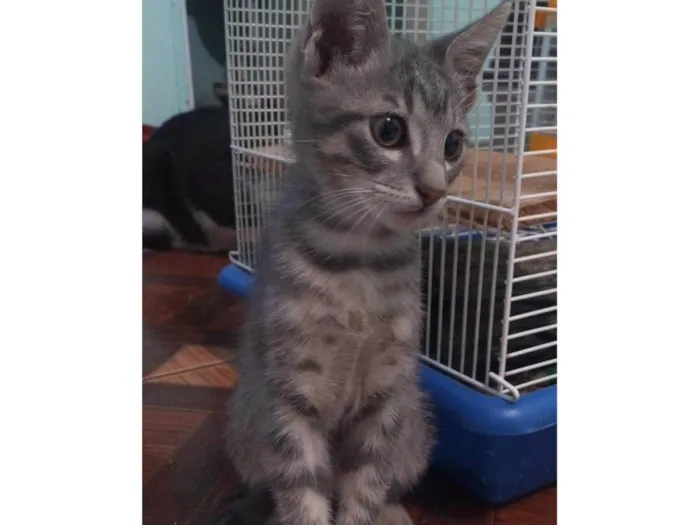 Gato raça SRD-ViraLata idade 2 a 6 meses nome Aladdin 