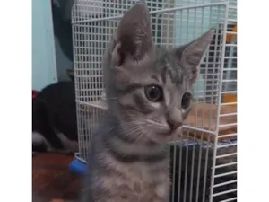 Gato raça SRD-ViraLata idade 2 a 6 meses nome Aladdin 