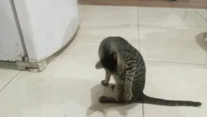 Gato raça SRD-ViraLata idade 2 a 6 meses nome Perséfone 