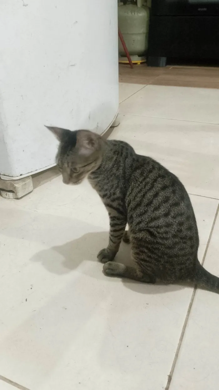 Gato raça SRD-ViraLata idade 2 a 6 meses nome Perséfone 