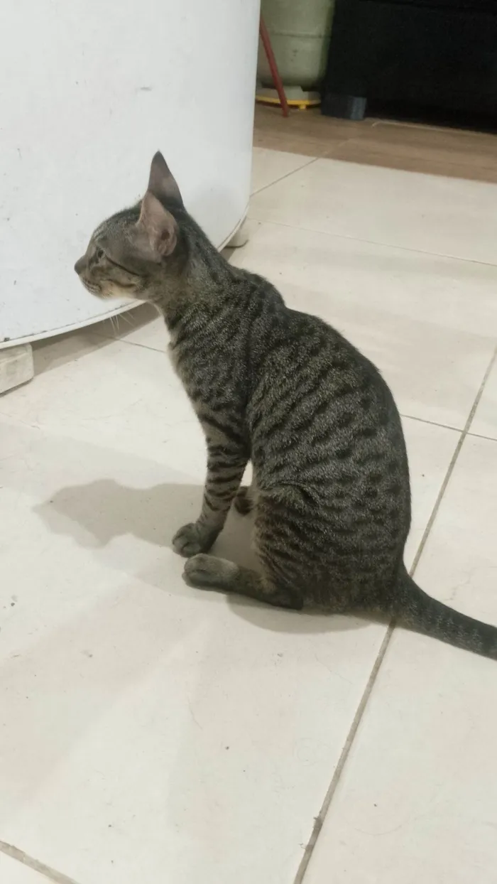 Gato raça SRD-ViraLata idade 2 a 6 meses nome Perséfone 