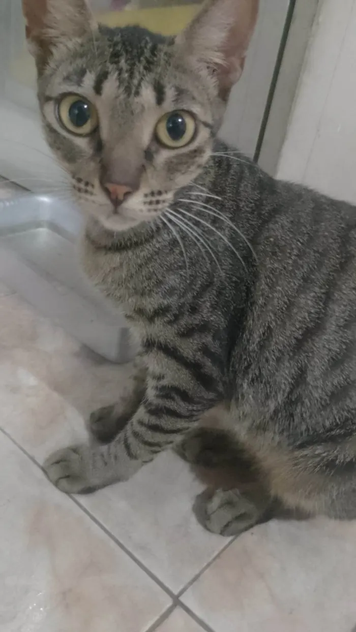 Gato raça SRD-ViraLata idade 2 anos nome Perséfone 