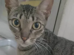 Gato raça SRD-ViraLata idade 2 anos nome Perséfone 