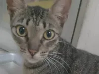 Gato raça SRD-ViraLata idade 2 anos nome Perséfone 