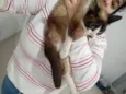 Gata Fêmea Siamês 