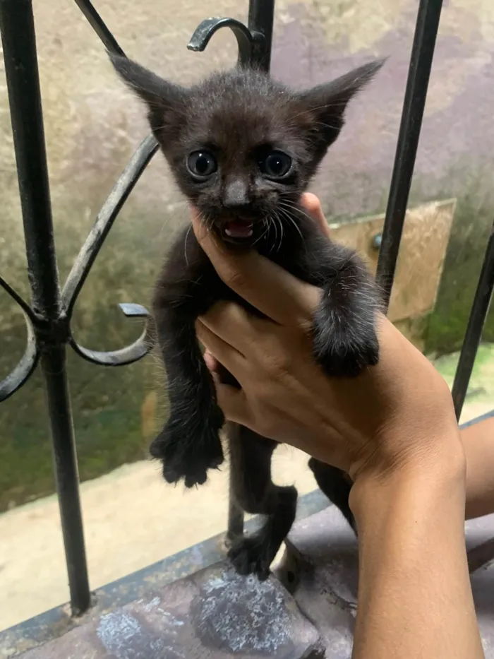 Gato raça SRD-ViraLata idade Abaixo de 2 meses nome Karine