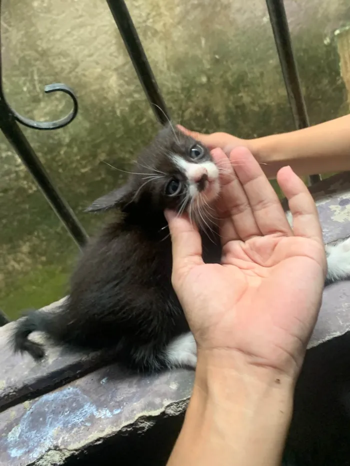 Gato raça SRD-ViraLata idade Abaixo de 2 meses nome Karine
