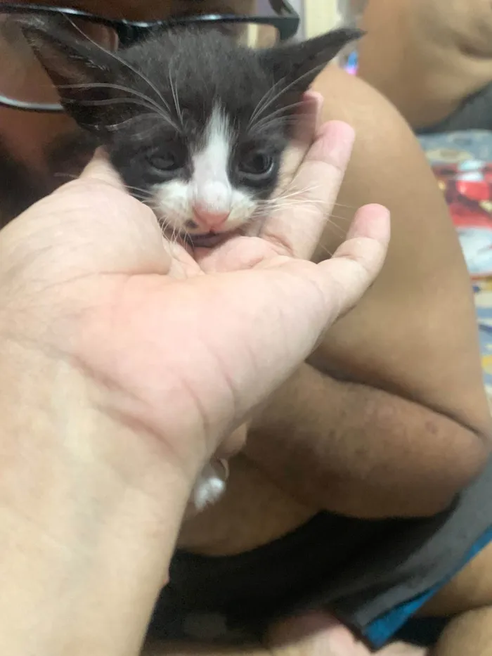 Gato raça SRD-ViraLata idade Abaixo de 2 meses nome Karine