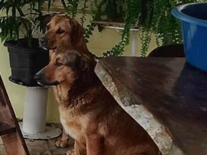 Cachorro raça SRD-ViraLata idade 4 anos nome Magrela e Amarela