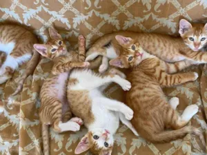 entrar em contato com Jennifer, número 24 988387944