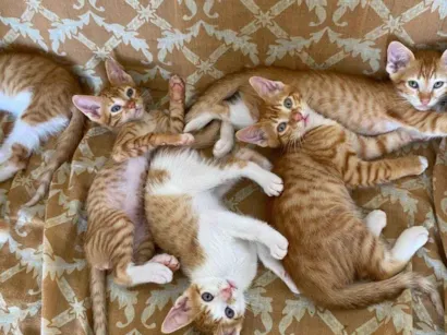 Gato raça SRD-ViraLata idade Abaixo de 2 meses nome entrar em contato com Jennifer, número 24 988387944