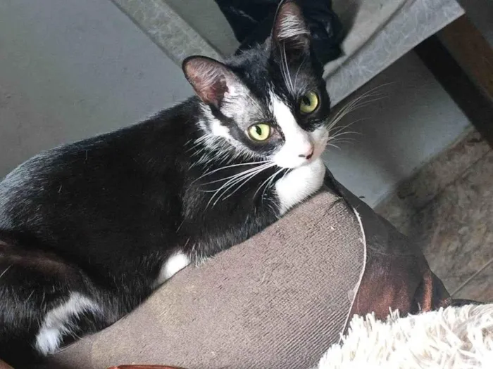 Gato raça SRD-ViraLata idade 7 a 11 meses nome Lili