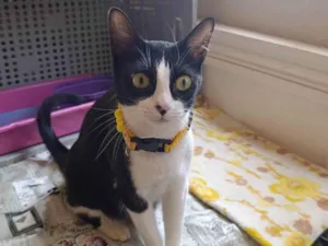 Gato raça SRD-ViraLata idade 7 a 11 meses nome Lili