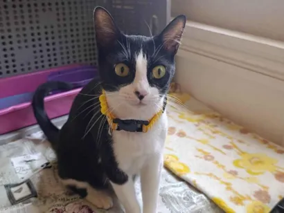 Gato raça SRD-ViraLata idade 7 a 11 meses nome Lili