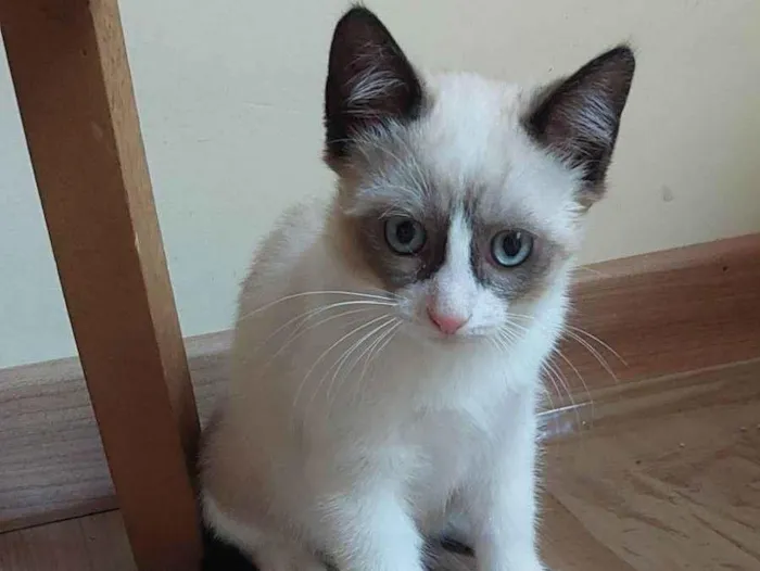 Gato raça SRD-ViraLata idade 2 a 6 meses nome Fofo