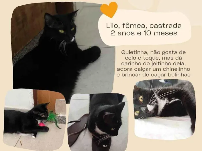 Gato raça SRD-ViraLata idade 2 anos nome Lilo