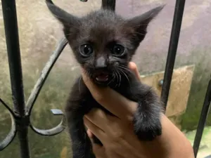 Gato raça SRD-ViraLata idade Abaixo de 2 meses nome Karine