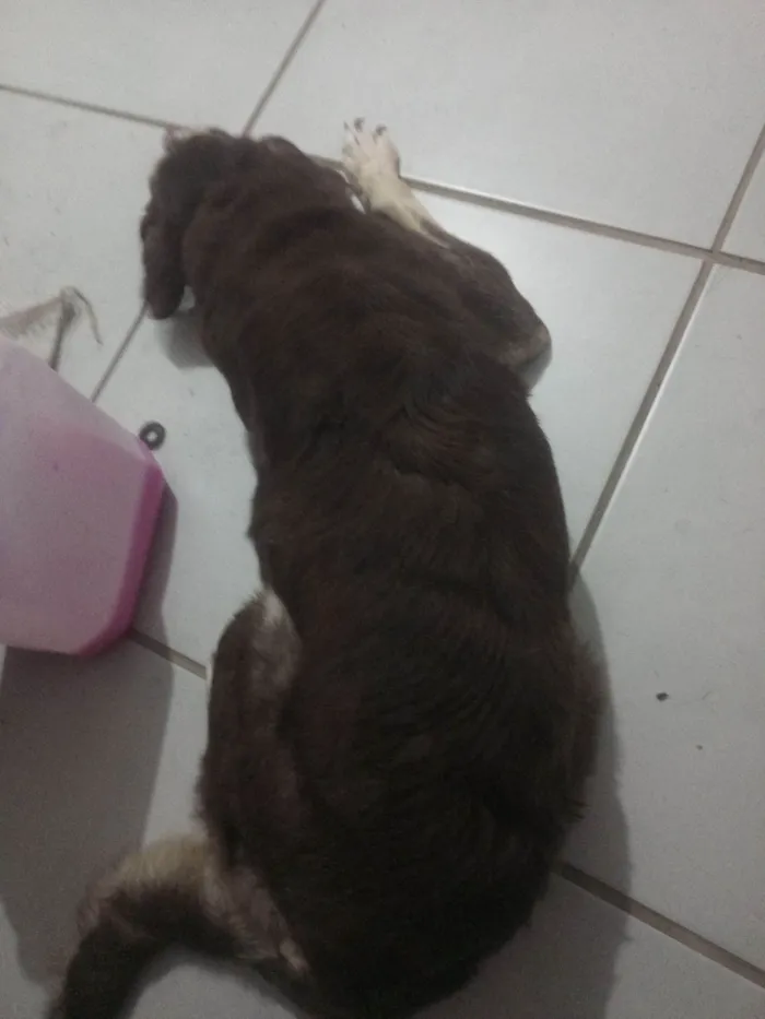 Cachorro raça SRD-ViraLata idade 2 anos nome Belinha 