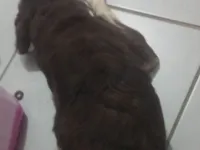Cachorro raça SRD-ViraLata idade 2 anos nome Belinha 
