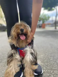 Cachorro raça Yorkshire idade 1 ano nome CHAN