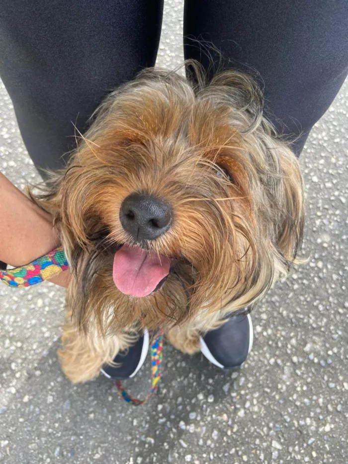 Cachorro raça Yorkshire idade 1 ano nome CHAN