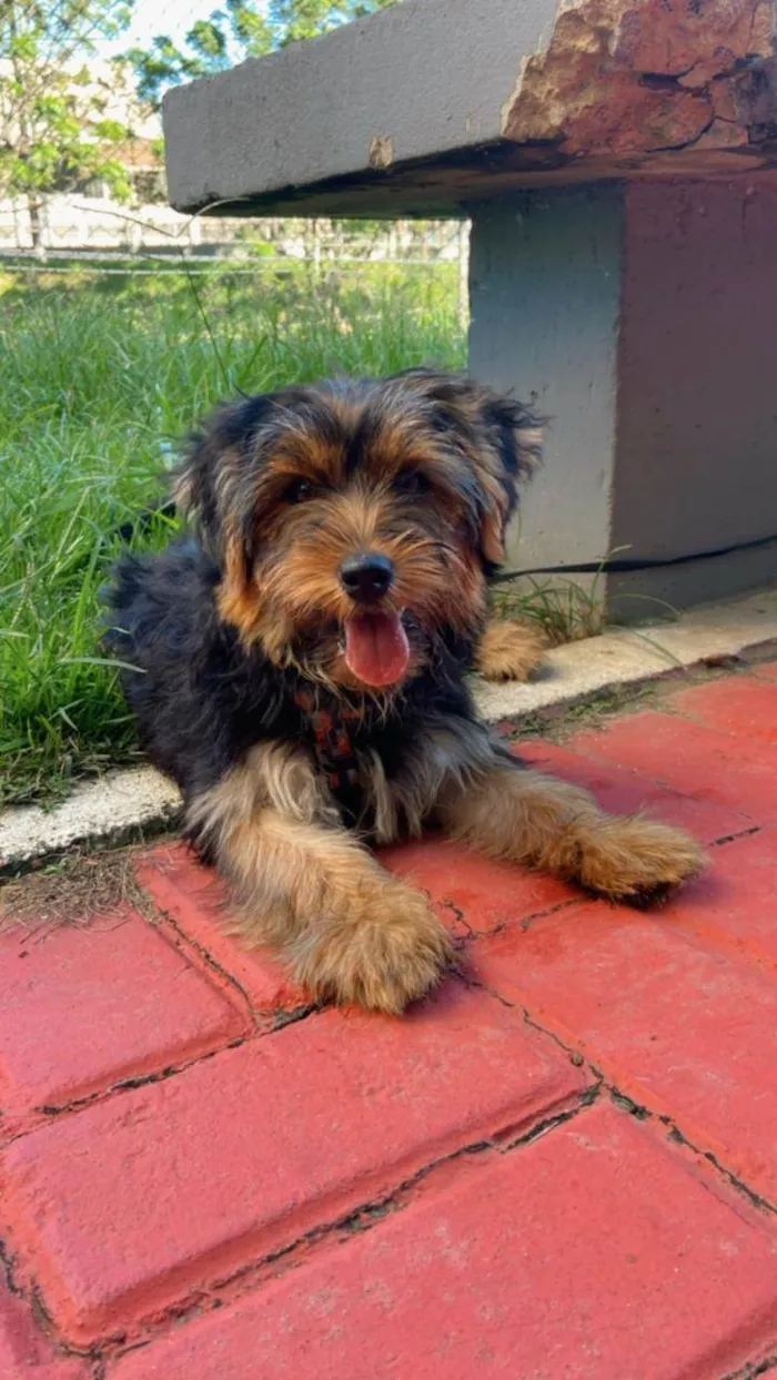 Cachorro raça Yorkshire idade 1 ano nome CHAN