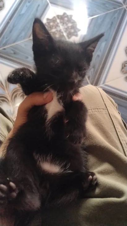 Gato raça SRD-ViraLata idade 2 a 6 meses nome Pretinha