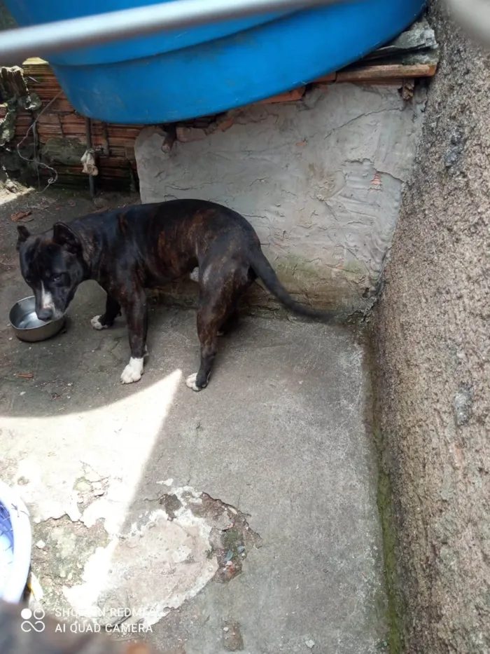 Cachorro raça Pit-Bull idade 7 a 11 meses nome Tigrado