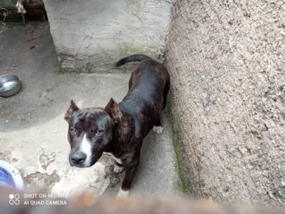 Cachorro raça Pit-Bull idade 7 a 11 meses nome Tigrado