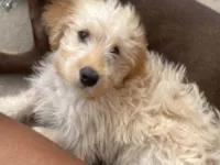 Cachorro raça SRD-ViraLata idade 7 a 11 meses nome Mel