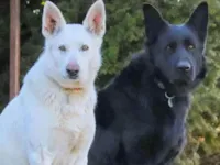 Cachorro raça Pastor Alemão idade Abaixo de 2 meses nome Mozart 