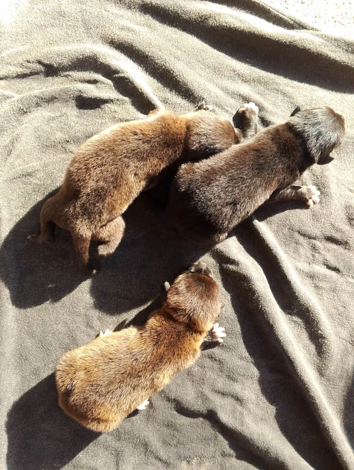 Cachorro raça SRD-ViraLata idade Abaixo de 2 meses nome KAUA JUNIOR DE LIMA ALVES