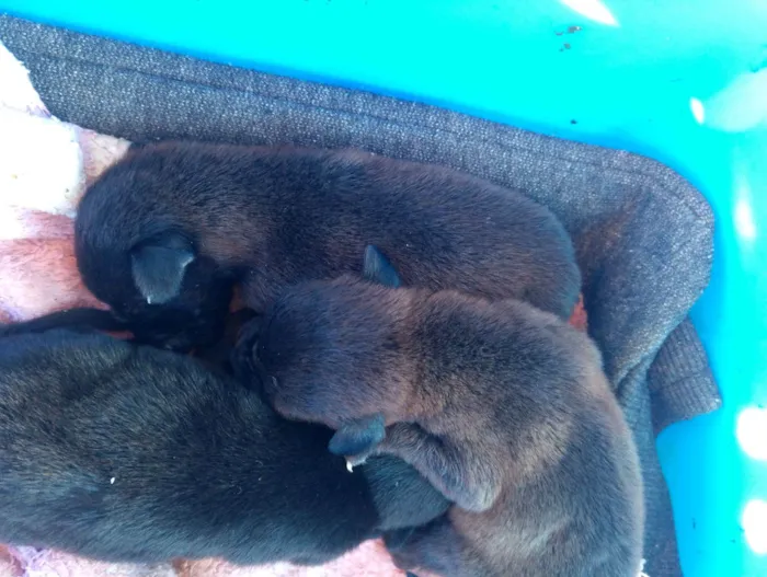 Cachorro raça SRD-ViraLata idade Abaixo de 2 meses nome KAUA JUNIOR DE LIMA ALVES