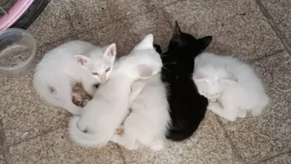 Gato raça SRD-ViraLata idade Abaixo de 2 meses nome 5 Bebês precisando de lar