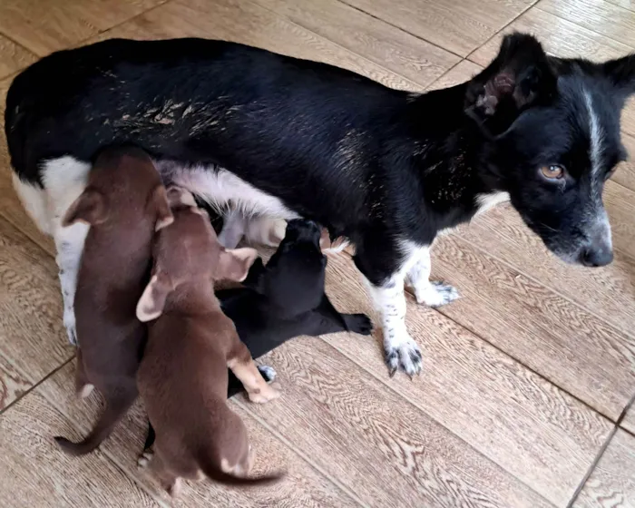 Cachorro raça SRD-ViraLata idade 1 ano nome Mel