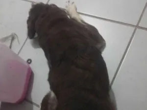 Cachorro raça SRD-ViraLata idade 2 anos nome Belinha 