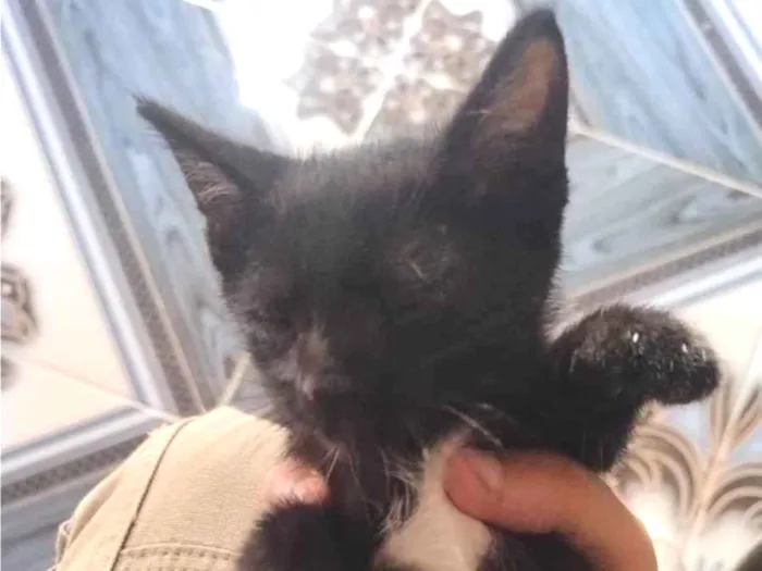 Gato raça SRD-ViraLata idade 2 a 6 meses nome Pretinha