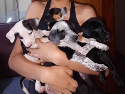 Cachorro raça SRD-ViraLata idade 2 a 6 meses nome Vários 