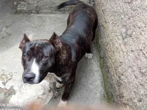 Cachorro raça Pit-Bull idade 7 a 11 meses nome Tigrado