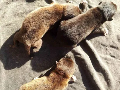 Cachorro raça SRD-ViraLata idade Abaixo de 2 meses nome KAUA JUNIOR DE LIMA ALVES