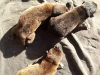 Cachorro raça SRD-ViraLata idade Abaixo de 2 meses nome KAUA JUNIOR DE LIMA ALVES