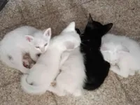 5 Bebês precisando de lar