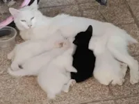 Gatinhos precisam de um lar