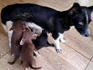 Cachorro raça SRD-ViraLata idade 1 ano nome Mel