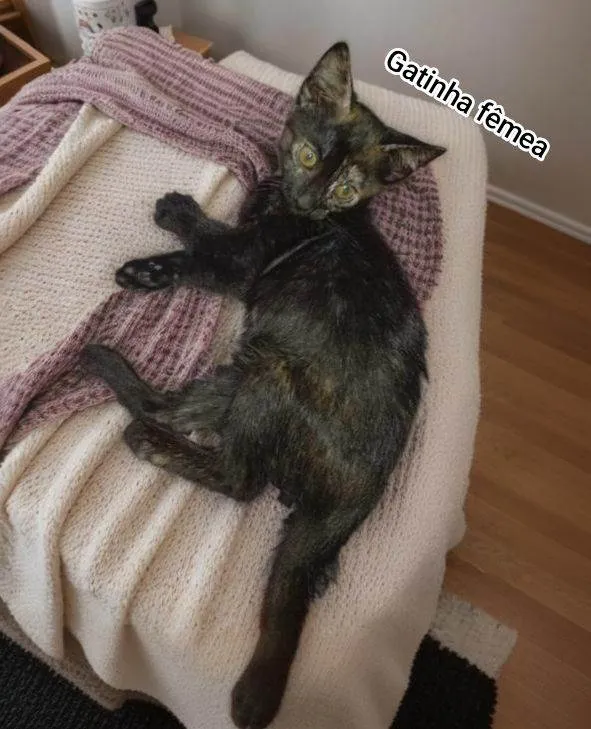 Gato raça SRD-ViraLata idade 2 a 6 meses nome Sem nome