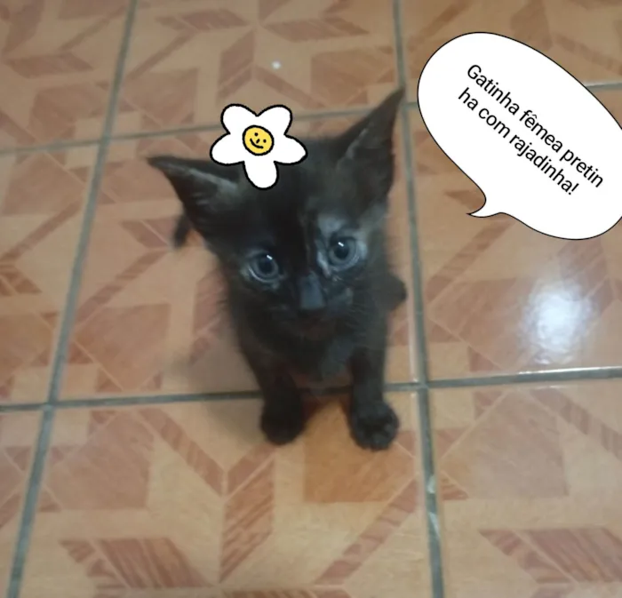 Gato raça SRD-ViraLata idade 2 a 6 meses nome Sem nome