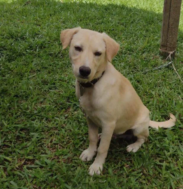 Cachorro raça SRD-ViraLata idade 2 a 6 meses nome Pudim